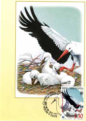maxi-card-white-stork